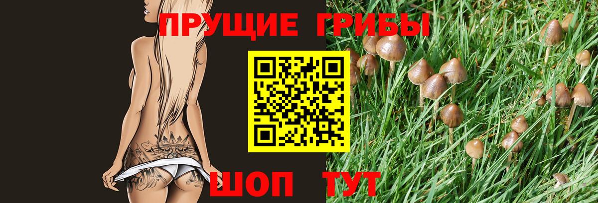 Псилоцибиновые грибы Cubensis Киселёвск